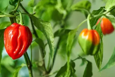 Hot Pepper